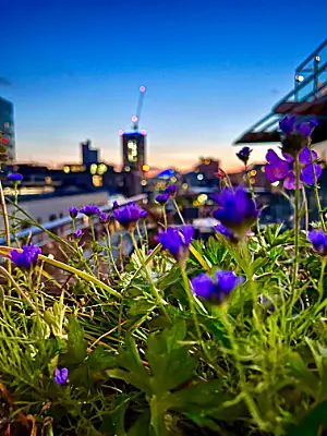 Evening with blue