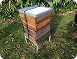 National Hive