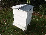 WBC Hive