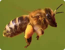 Guardians of the Bees video