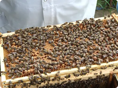 How To Start the Art of Beekeeping
