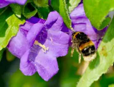 Learn About The Hive