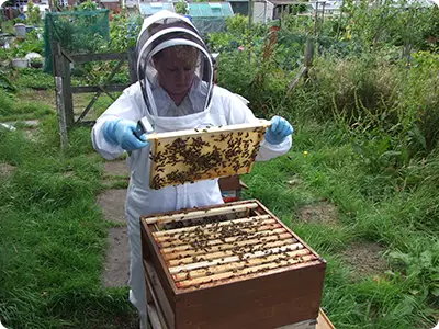 Learn About The Hive