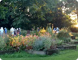 Bee Garden