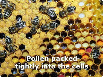 Pollen