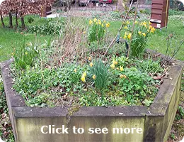 Bee Friendly Spring Garden