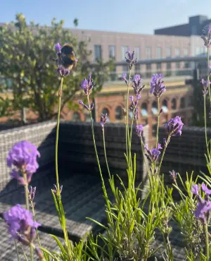 Ancoats with bumblebee