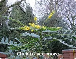 Bee Friendly Autumn Garden