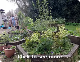 Bee Friendly Summer Garden