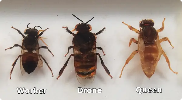 Bee Worker Drone Queen Images