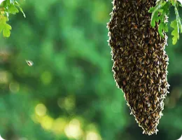 MDBKA Honey Bee Swarm Service